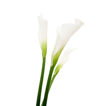 Best Lily Flower